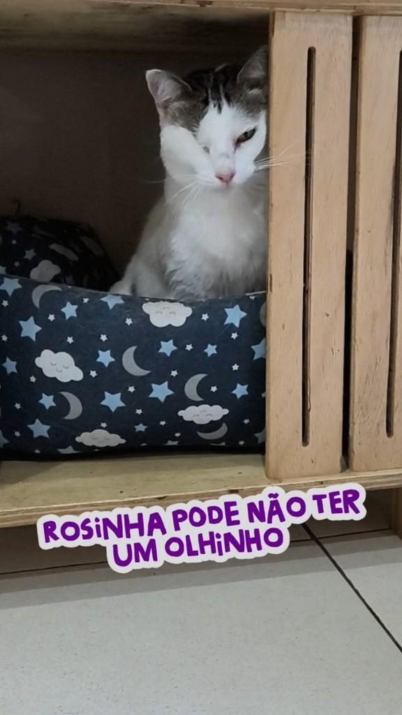 Rosinha, gata de porte médio para adoção em Nova Friburgo - RJ
