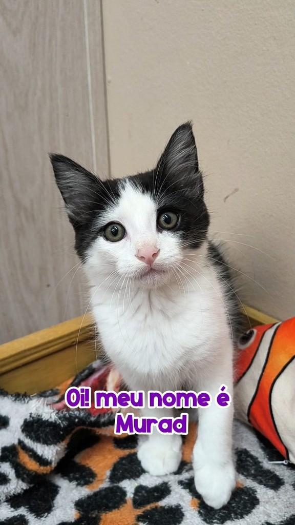 Murad, gato de porte pequeno para adoção em Nova Friburgo - RJ