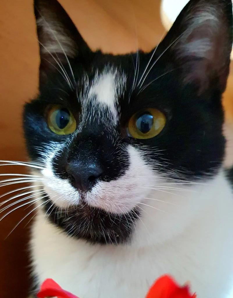 Úrsula, gata para adoção em Nova Friburgo - RJ
