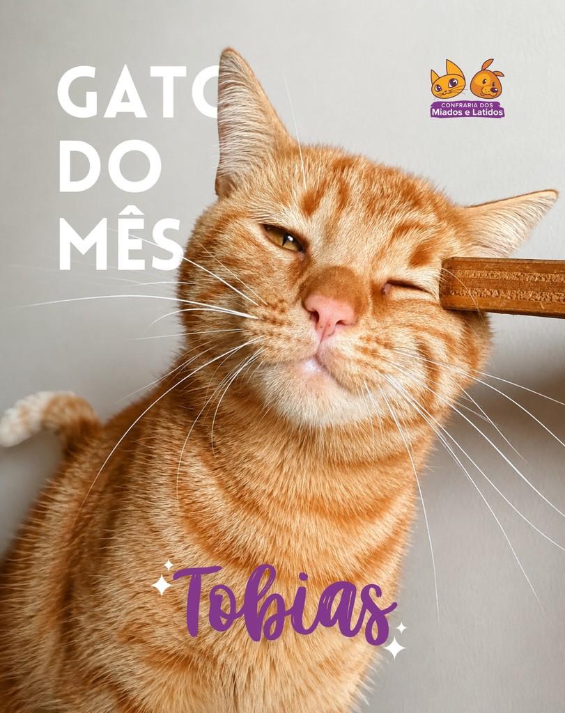 Tobias, gato de porte pequeno para adoção em Nova Friburgo - RJ