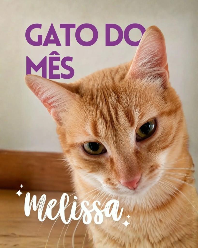 Melissa, gato de porte médio para adoção em Nova Friburgo - RJ