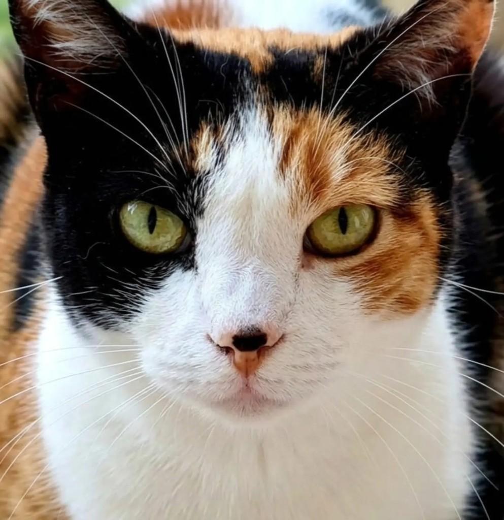 Mia, gata de porte médio para adoção em Nova Friburgo - RJ