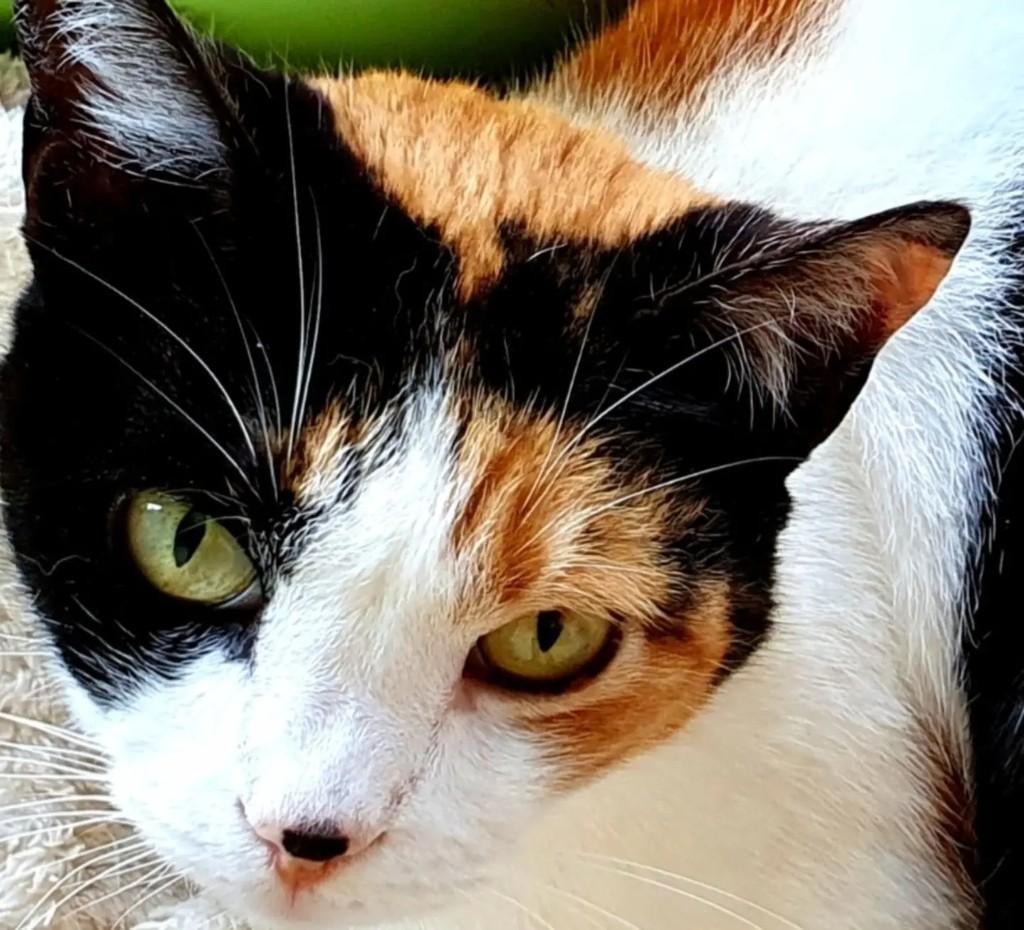 Mia, gata de porte médio para adoção em Nova Friburgo - RJ — foto 2 de 8