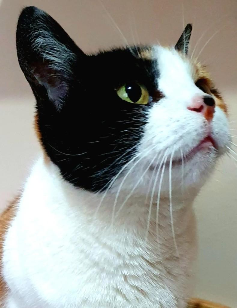 Mia, gata de porte médio para adoção em Nova Friburgo - RJ — foto 3 de 8