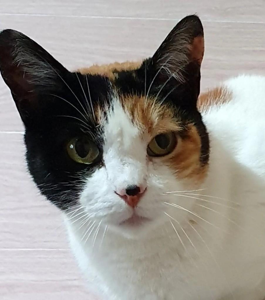 Mia, gata de porte médio para adoção em Nova Friburgo - RJ — foto 4 de 8