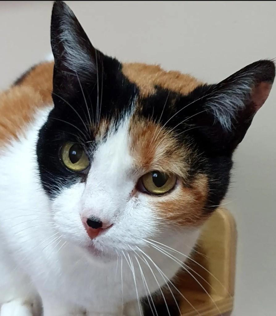 Mia, gata de porte médio para adoção em Nova Friburgo - RJ — foto 5 de 8