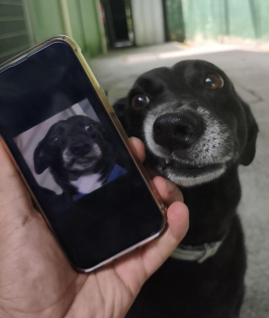 Tadeu, cachorro de porte médio para adoção em Santos - SP