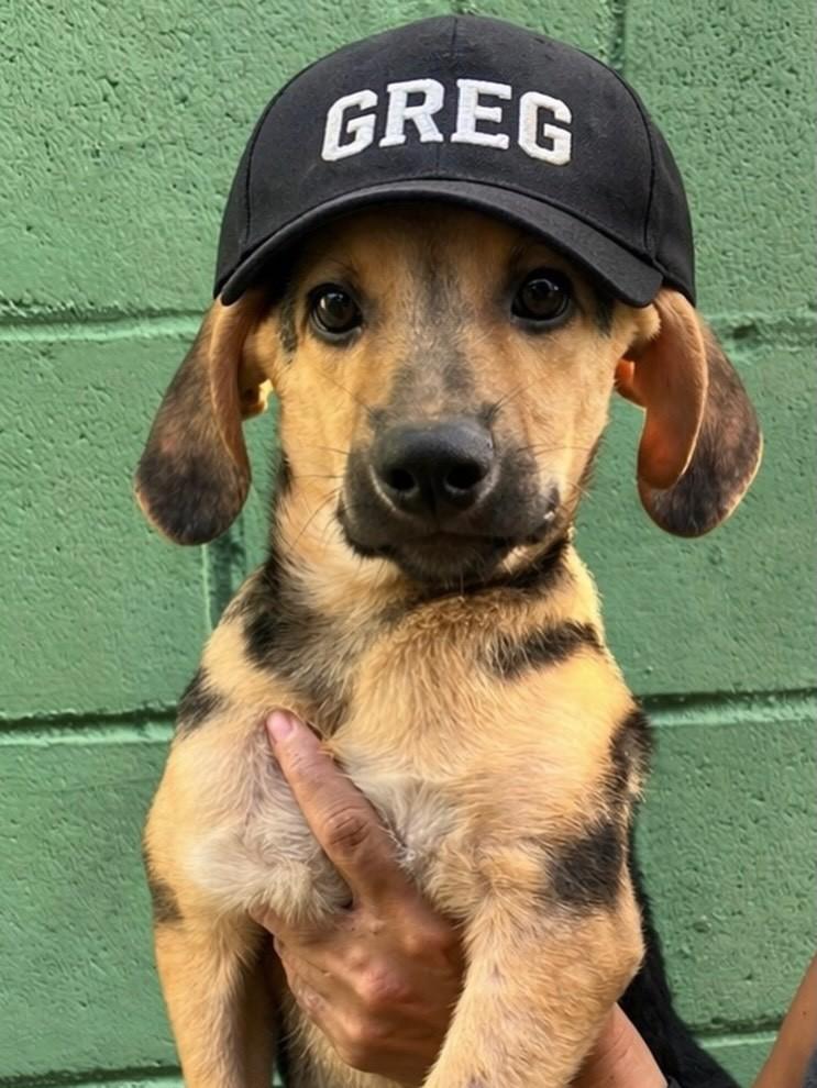 Greg, cachorro de porte pequeno para adoção em Santos - SP