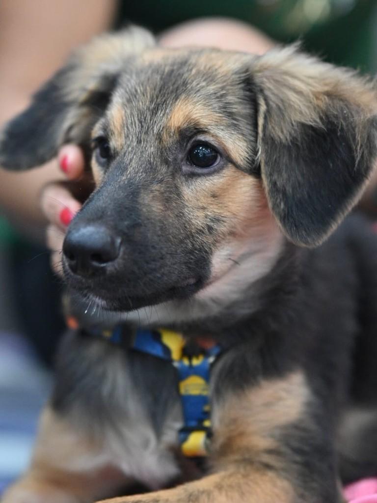 Tonya, cadela para adoção em Santos - SP