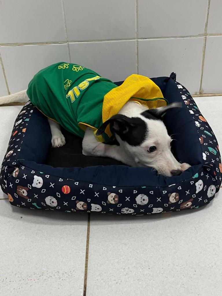 Salomão, cachorro de porte pequeno para adoção em Santos - SP