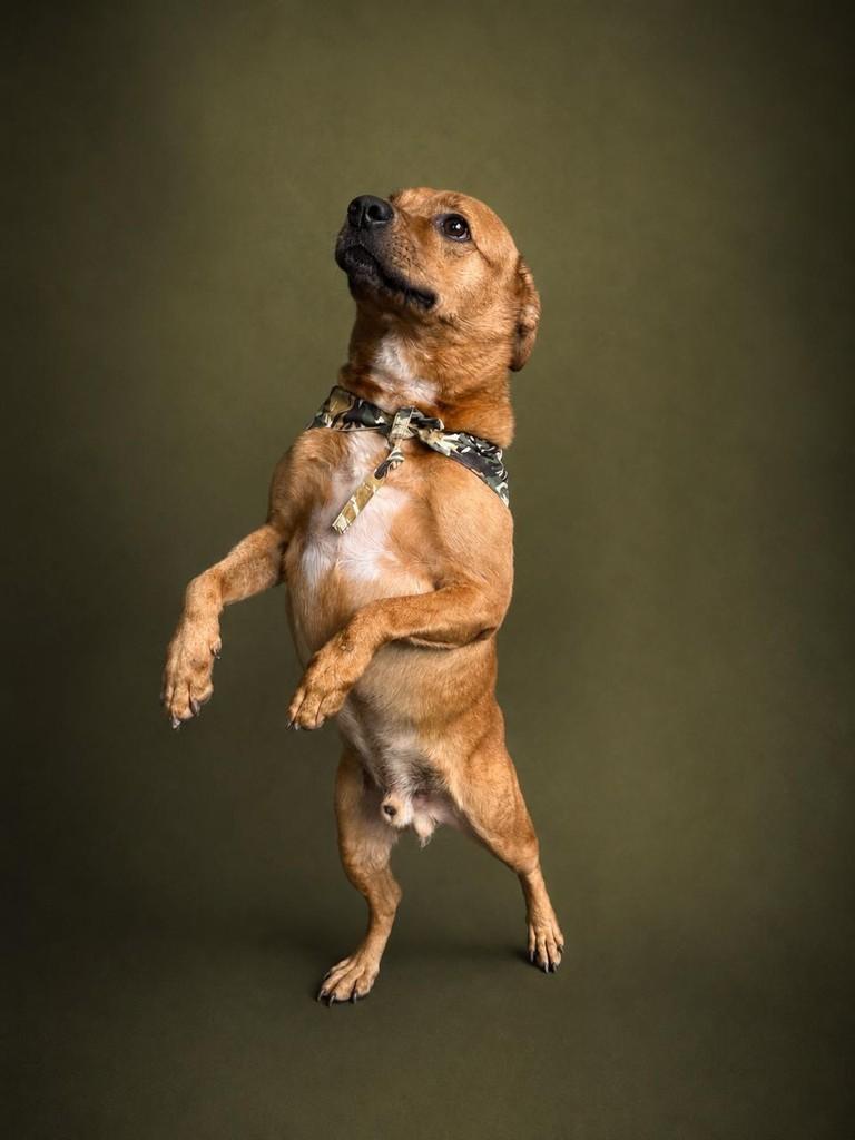 Braddock, cachorro de porte médio para adoção em Santos - SP