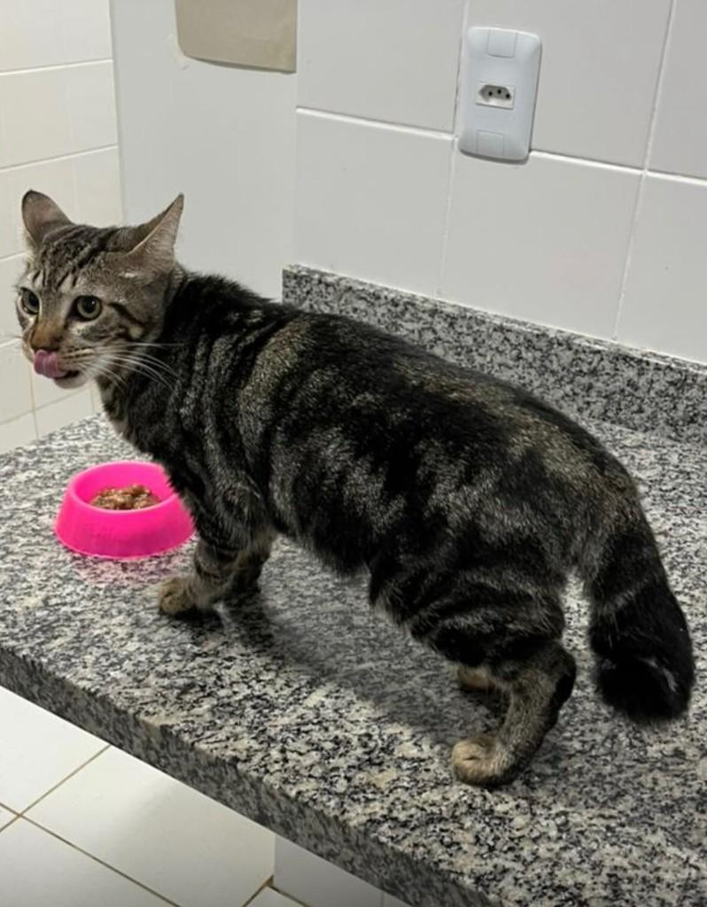 Loki, gato de porte pequeno para adoção em Santos - SP