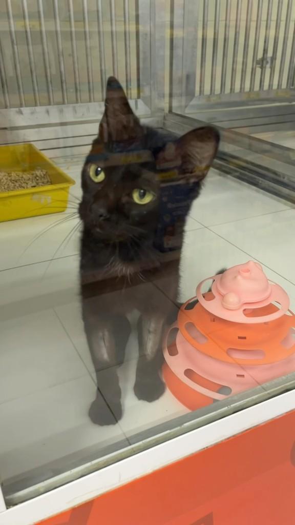 Virgínia, gata de porte pequeno para adoção em Santos - SP