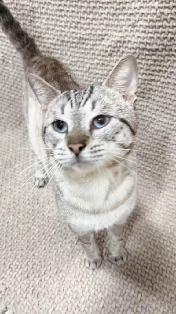Nelson, gato de porte pequeno para adoção em Natal - RN