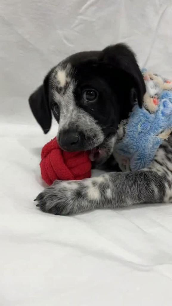 Floquinho, cachorro de porte pequeno para adoção em Santos - SP