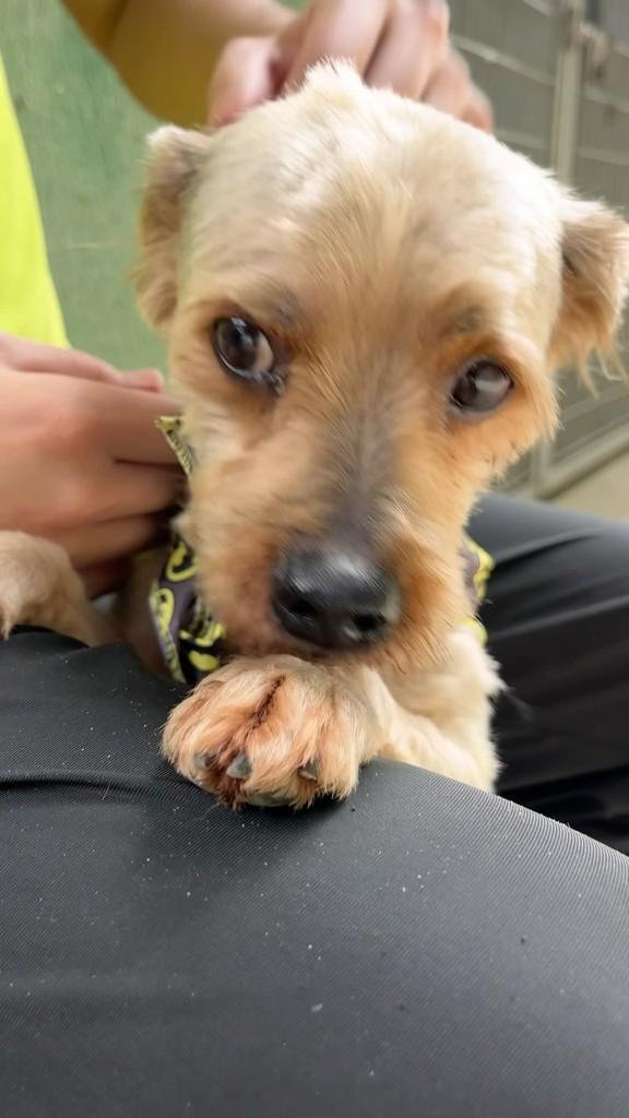 Dudu, cachorro de porte pequeno para adoção em Santos - SP