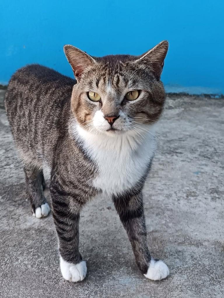Tonton, gato de porte médio para adoção em Colatina - ES