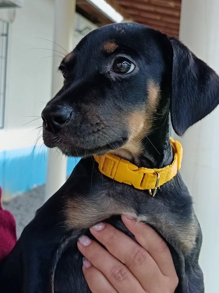 Princesa, cadela para adoção em Colatina - ES