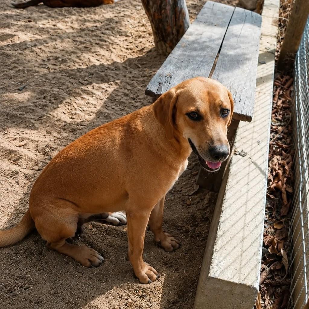 Serena, cachorro de porte grande para adoção em Colatina - ES
