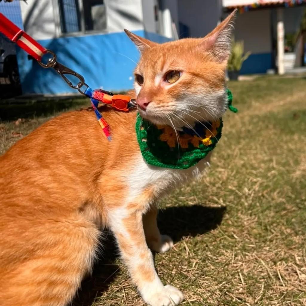 Derek, gato de porte médio para adoção em Colatina - ES