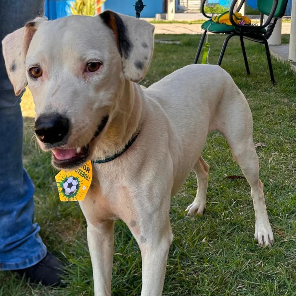 Bolt, cachorro de porte médio para adoção em Colatina - ES