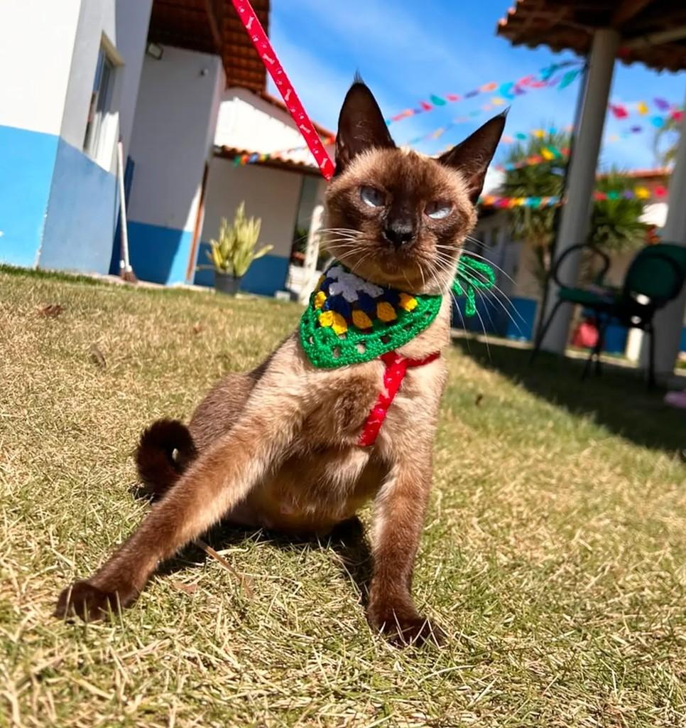 Lizzie, gato para adoção em Colatina - ES