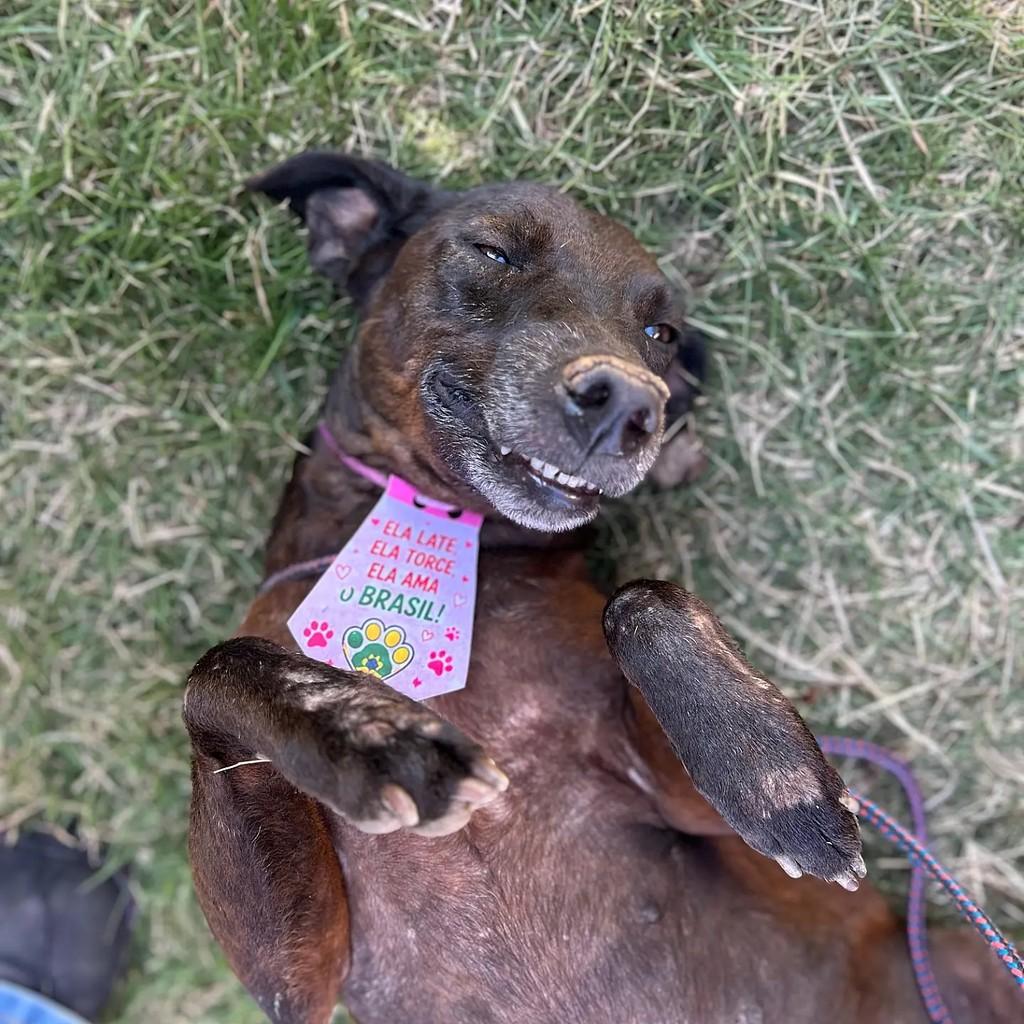 Eva, cachorro de porte médio para adoção em Colatina - ES