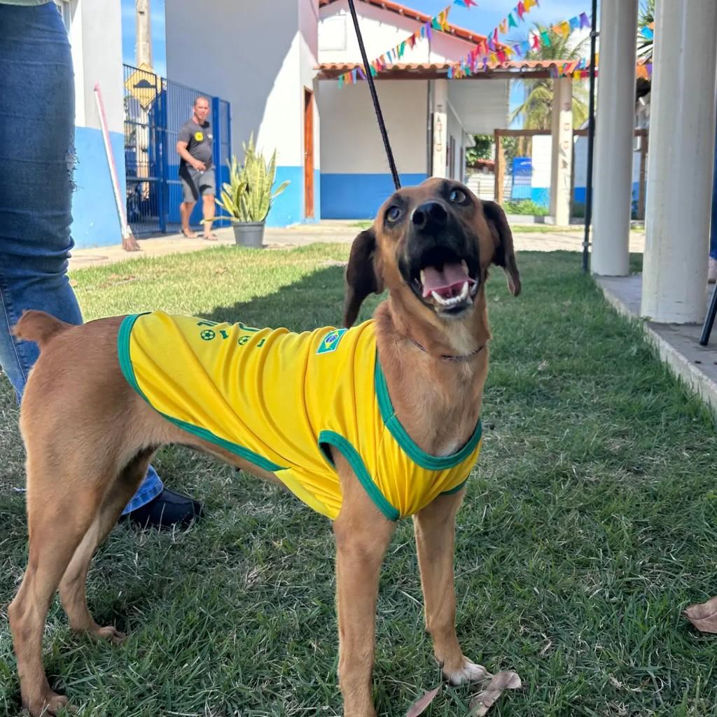 Scheilinha, cachorro de porte médio para adoção em Colatina - ES