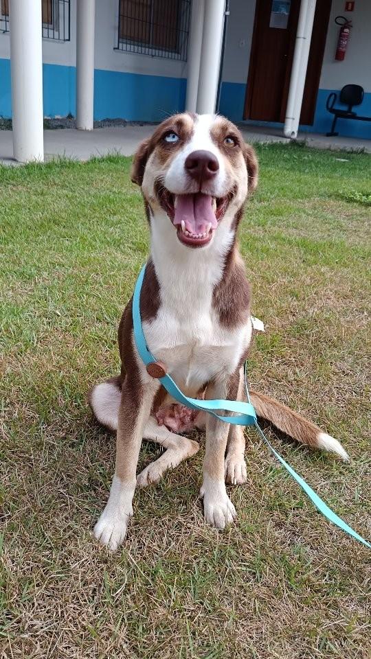 Lana, cachorro de porte médio para adoção em Colatina - ES