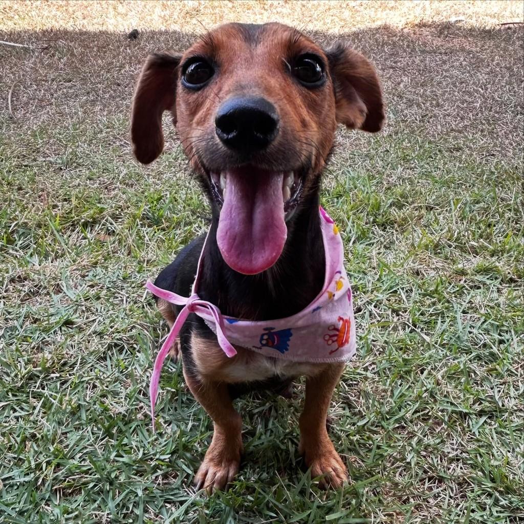 Eduarda, cadela de porte pequeno para adoção em Colatina - ES