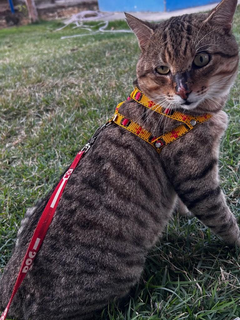 Boris, gato de porte médio para adoção em Colatina - ES