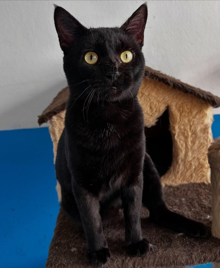 Breu, gato de porte médio para adoção em Colatina - ES