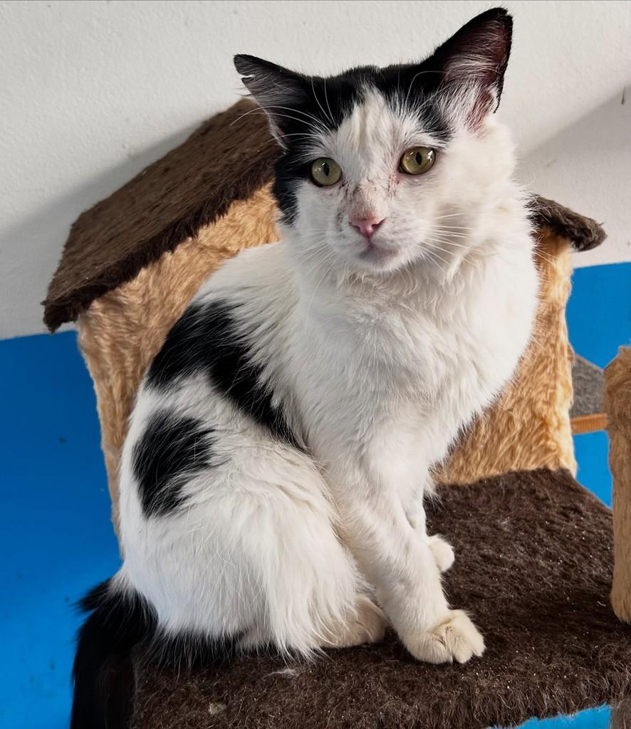 Alfredo, gato de porte médio para adoção em Colatina - ES