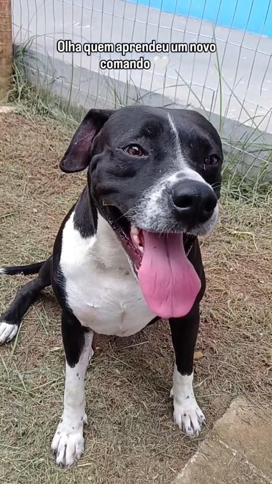 Nero, cachorro de porte médio para adoção em Colatina - ES