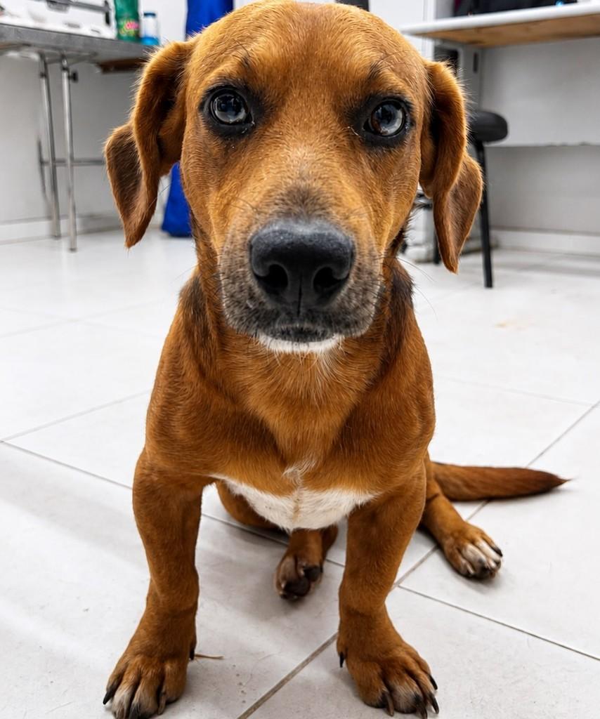 Horus, cachorro de porte pequeno para adoção em Colatina - ES