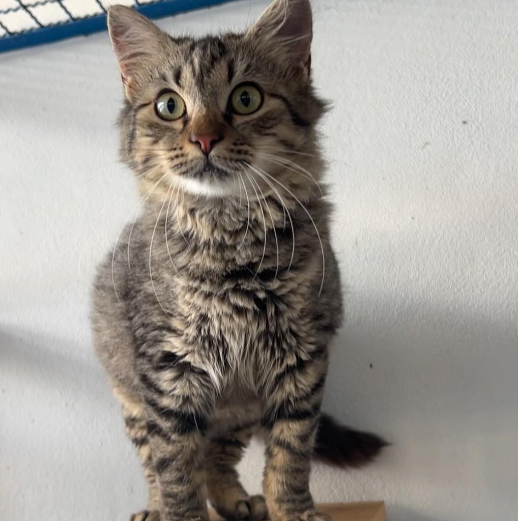 Rony, gato de porte pequeno para adoção em Colatina - ES
