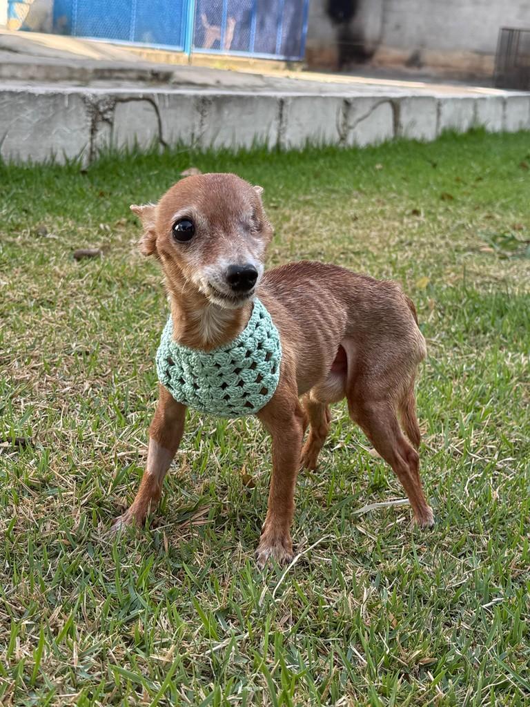 Nonô, cachorro de porte pequeno para adoção em Colatina - ES