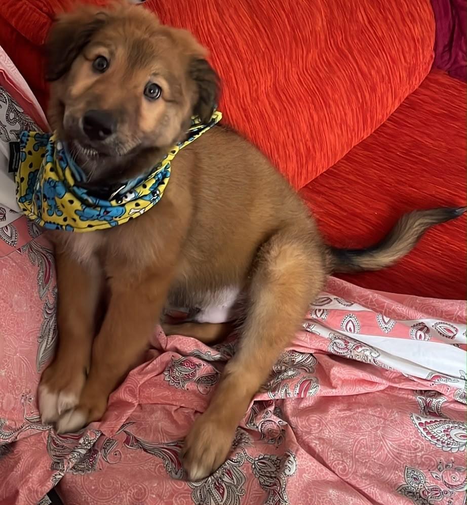 Lobo, cachorro de porte grande para adoção em Santa Maria - RS
