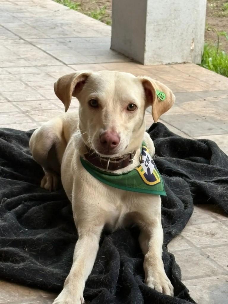Xamã, cachorro de porte médio para adoção em Santa Maria - RS