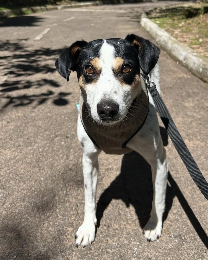GAUlera, cachorro de porte pequeno para adoção em Santa Maria - RS
