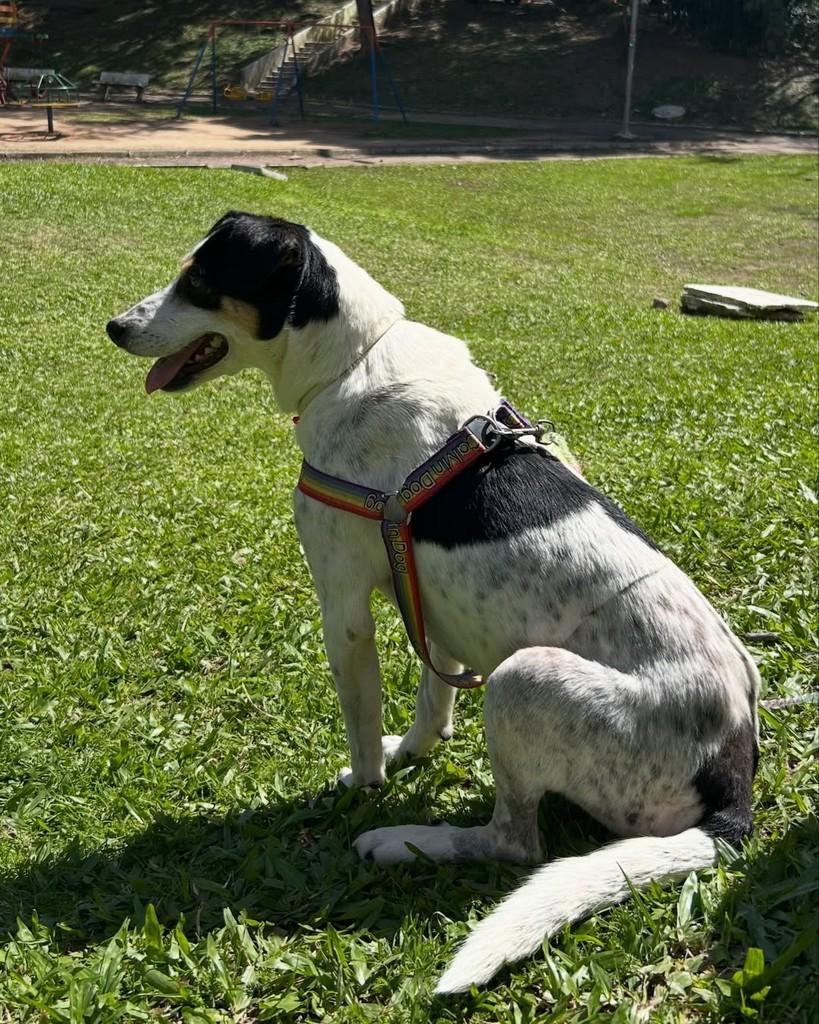 GAUlera, cachorro de porte pequeno para adoção em Santa Maria - RS — foto 2 de 3