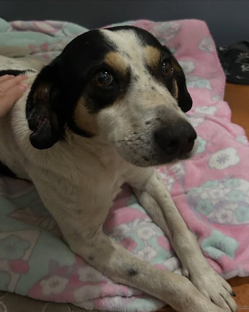 GAUlera, cachorro de porte pequeno para adoção em Santa Maria - RS — foto 3 de 3