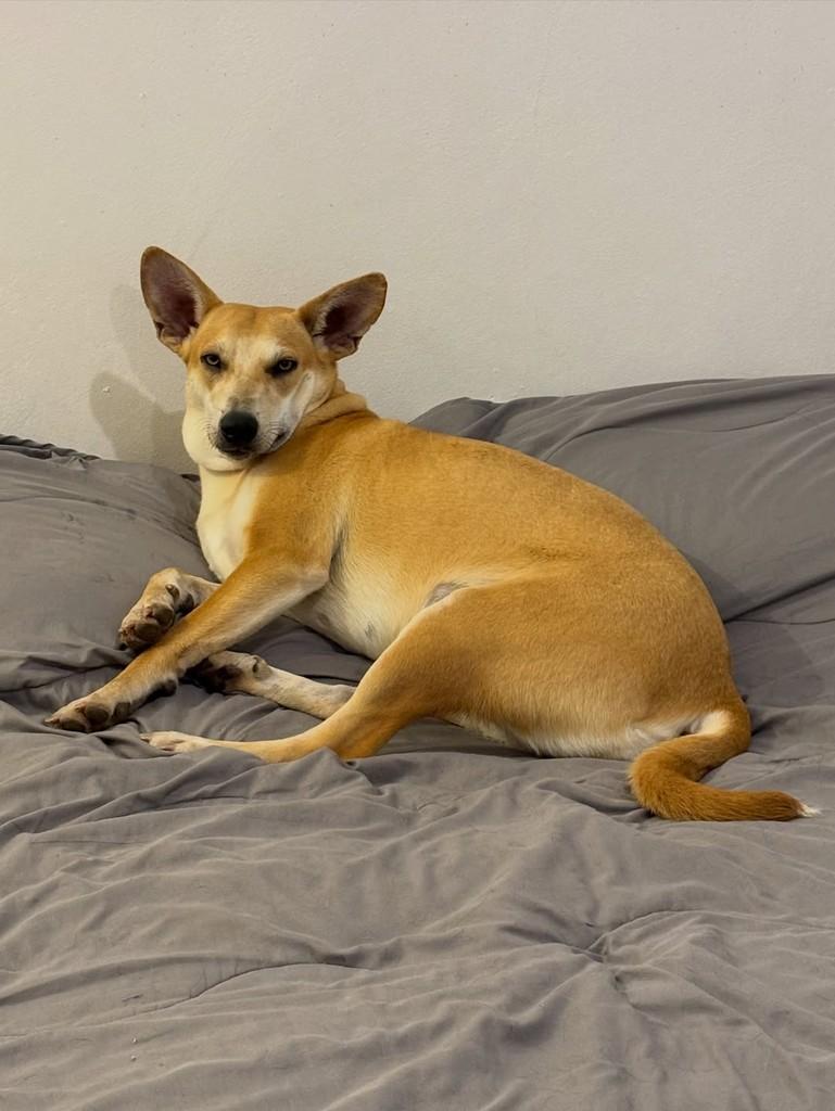 Sasha, cadela de porte médio para adoção em Santa Maria - RS