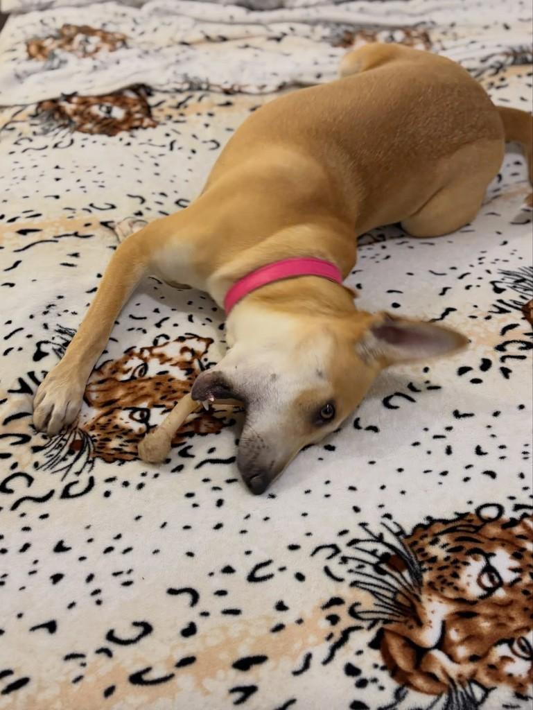 Sasha, cadela de porte médio para adoção em Santa Maria - RS — foto 2 de 11