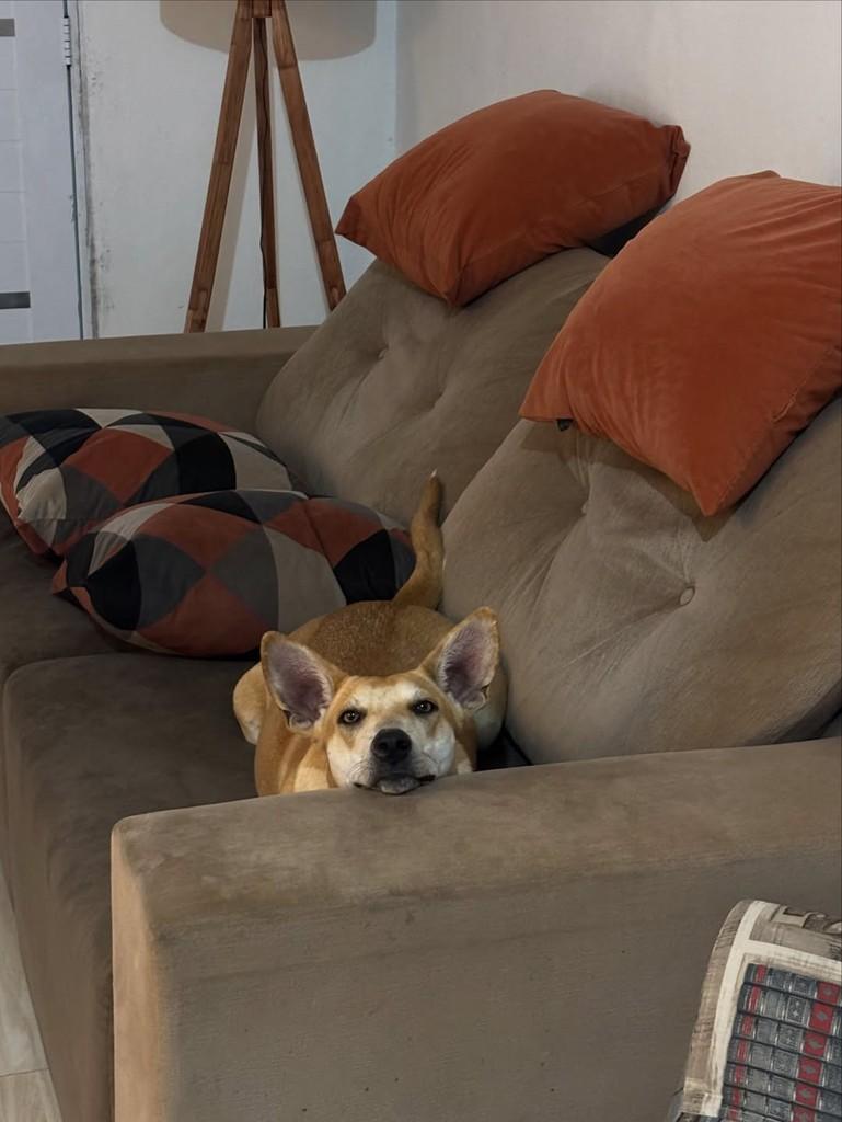 Sasha, cadela de porte médio para adoção em Santa Maria - RS — foto 3 de 11