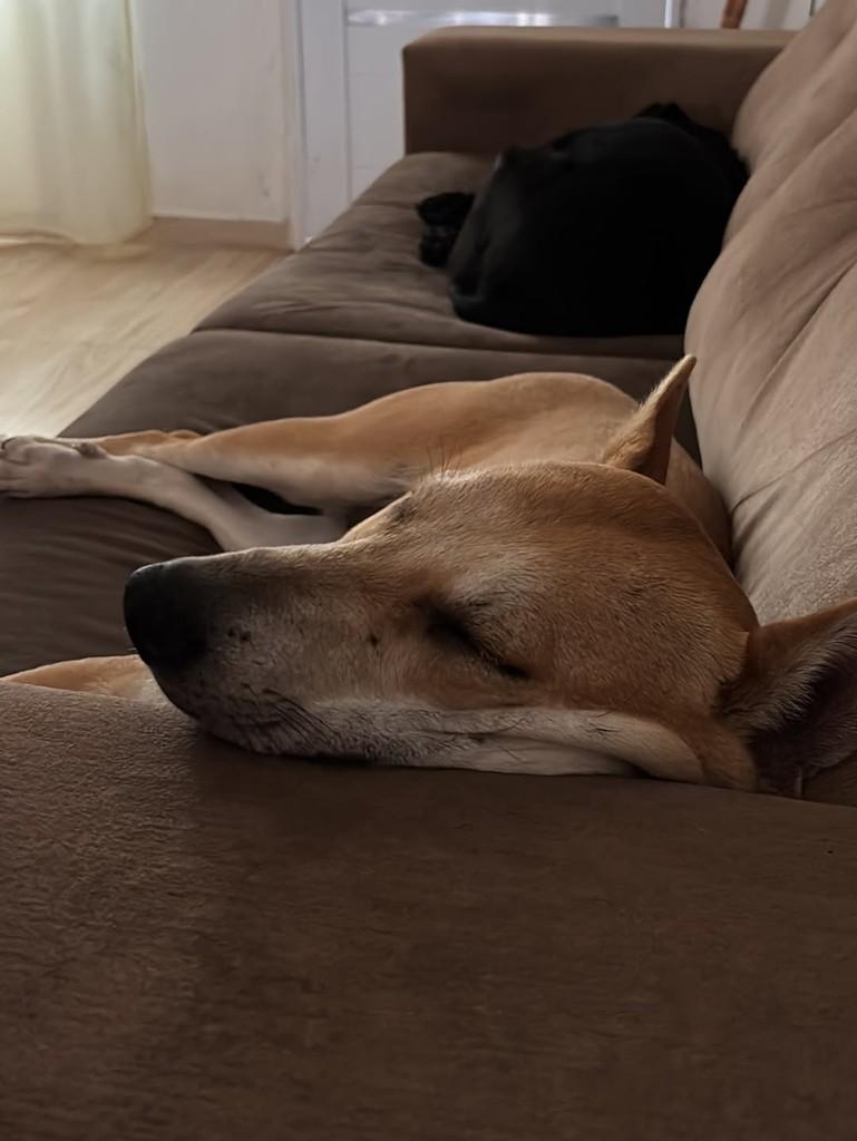 Sasha, cadela de porte médio para adoção em Santa Maria - RS — foto 4 de 11