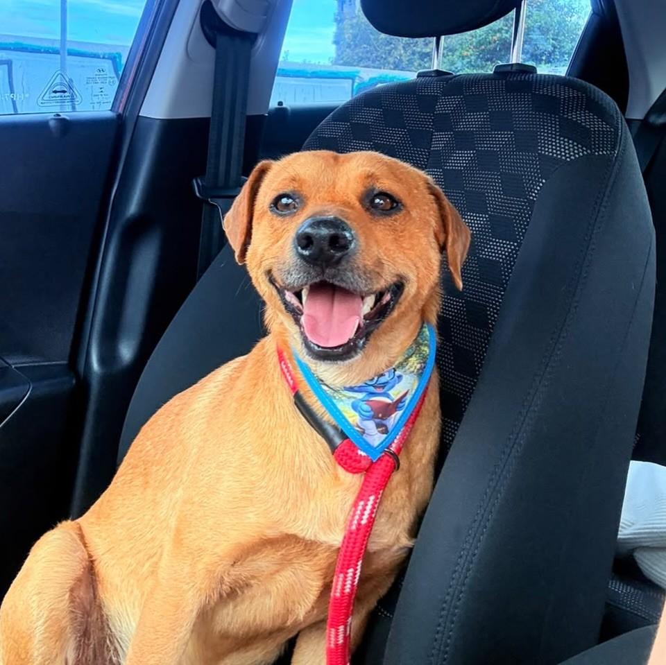 Caramelo, cachorro de porte médio para adoção em Santa Maria - RS