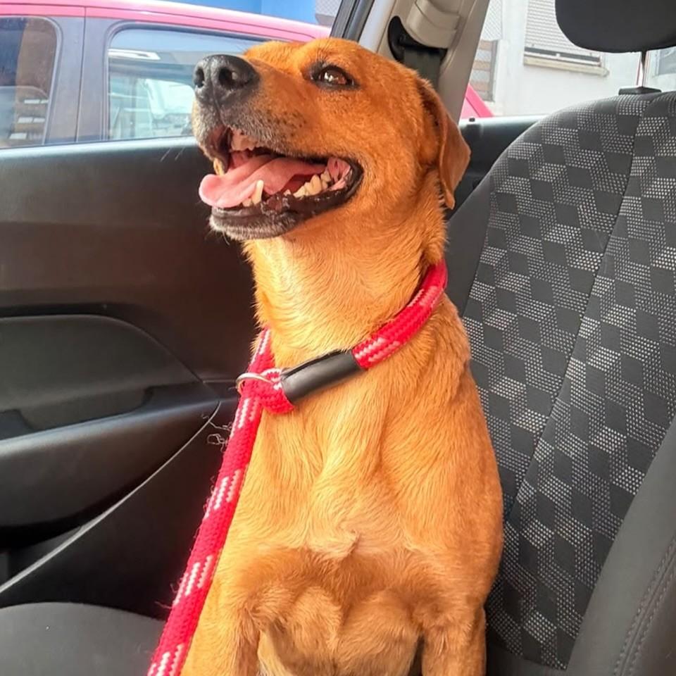 Caramelo, cachorro de porte médio para adoção em Santa Maria - RS — foto 2 de 2