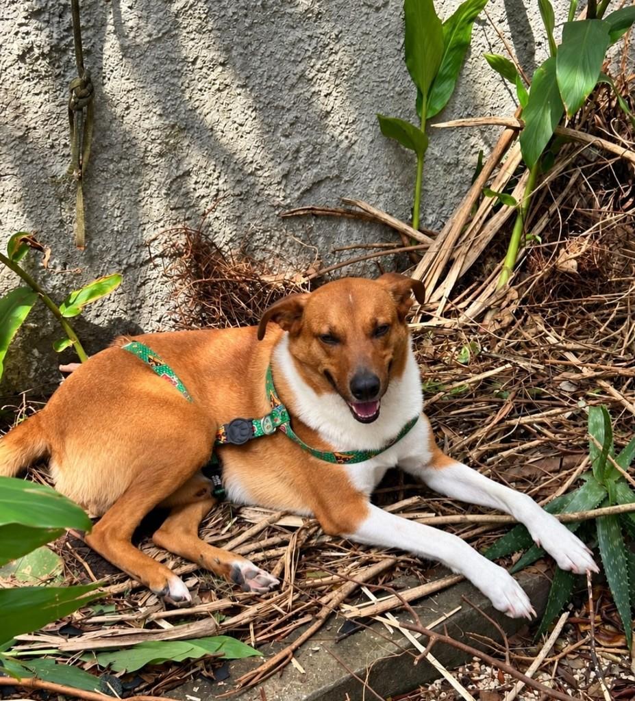 Totó, cachorro de porte grande para adoção em Santa Maria - RS