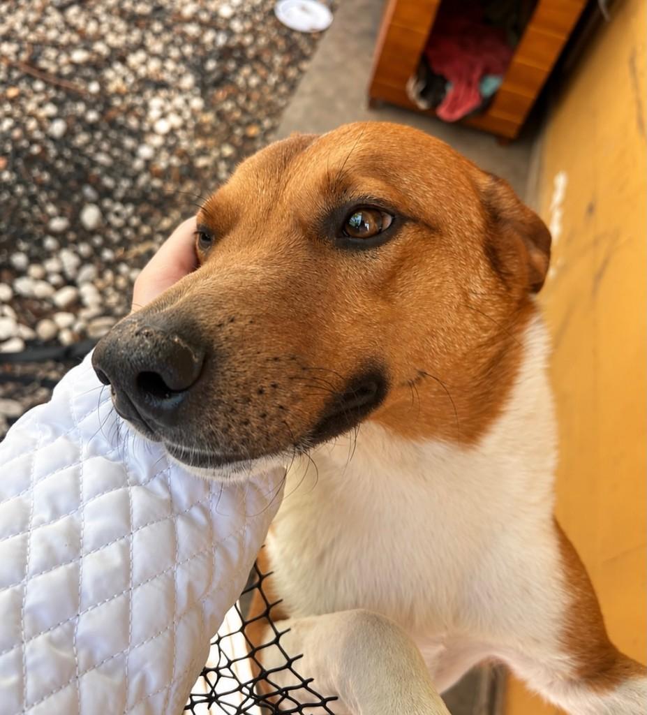 Totó, cachorro de porte grande para adoção em Santa Maria - RS — foto 2 de 4